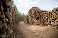 Pilhas de madeira de produção de eucalipto à esquerda e à direita, com caminho no meio e floresta atrás, alusivo à atividade da Stora Enso