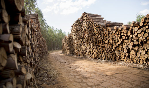 Pilhas de madeira de produção de eucalipto à esquerda e à direita, com caminho no meio e floresta atrás, alusivo à atividade da Stora Enso