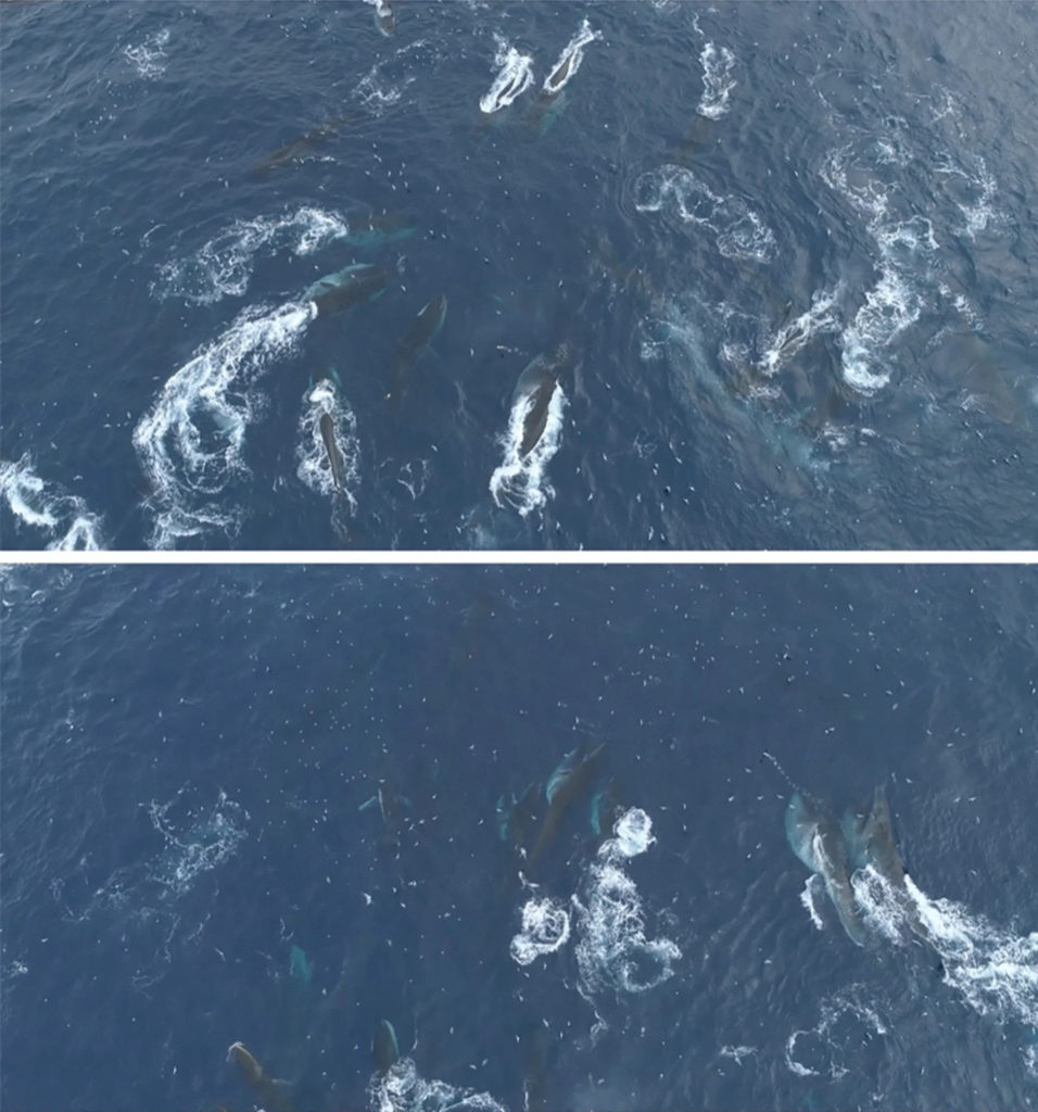 Grupos de baleias-fin na região pesquisada na Antártida | Foto: Scientific Reports