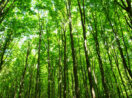 Mercado de carbono - floresta