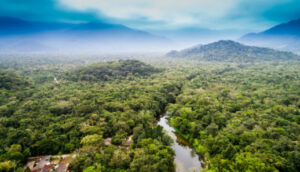 visão aérea da floresta em pé, alusivo ao que é necessário para que o mercado de carbono seja alimentado