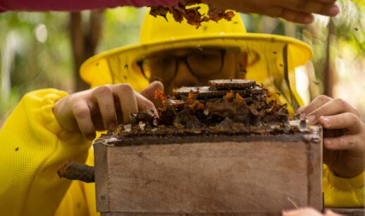 abelhas sustentabilidade